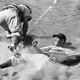 Image for article titled The Slow Destruction Of Pete Reiser, The Greatest Player Who Never Was